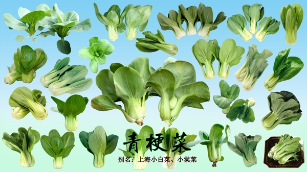 PSD叶菜类素材之青梗菜