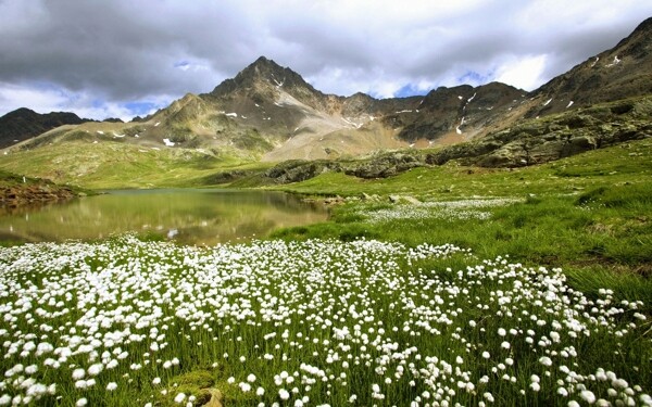 高山下的湖泊和开满花朵的草地图片
