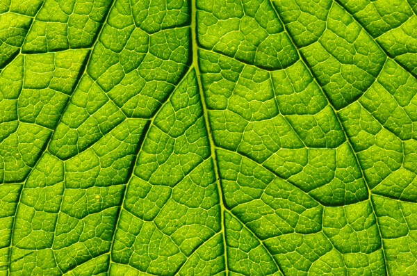 绿色叶子叶脉图片