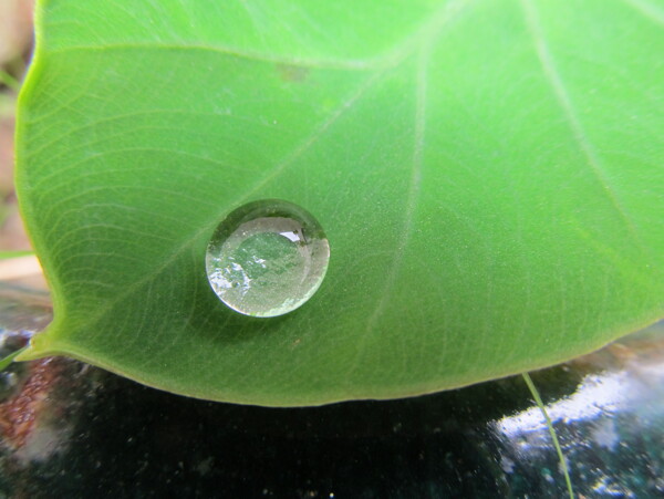 芋头叶水珠植物图片