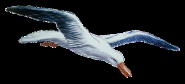 翱翔的海鸥免抠png透明图层素材