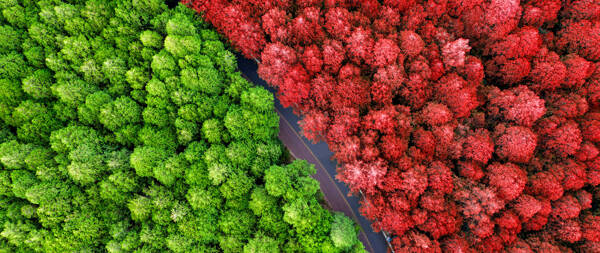红与绿风景山林航拍图片