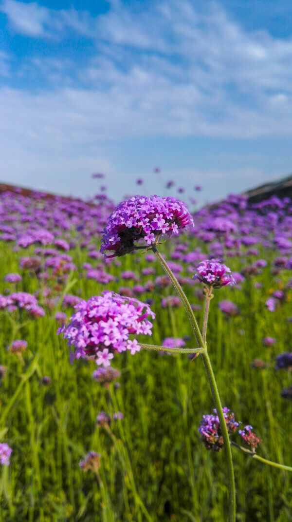 花海