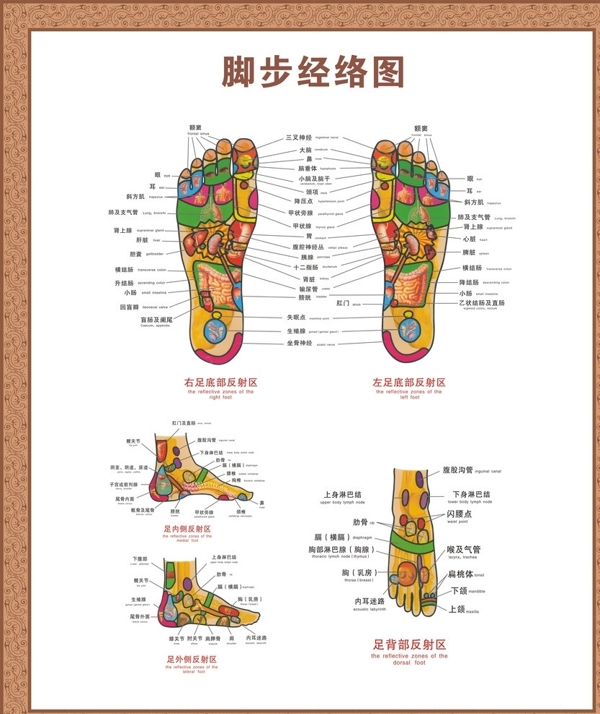 脚经络图图片