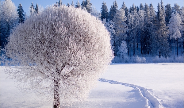 雪景图片