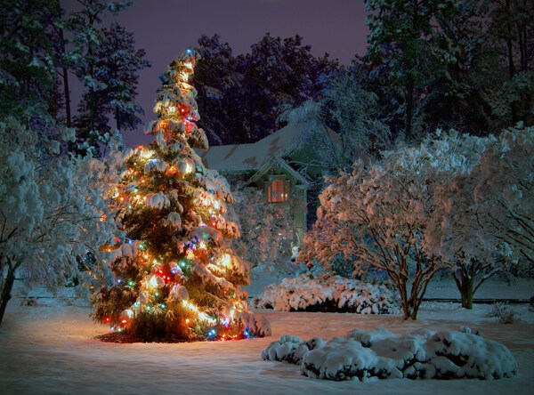 冬天雪地里的圣诞树高清图片