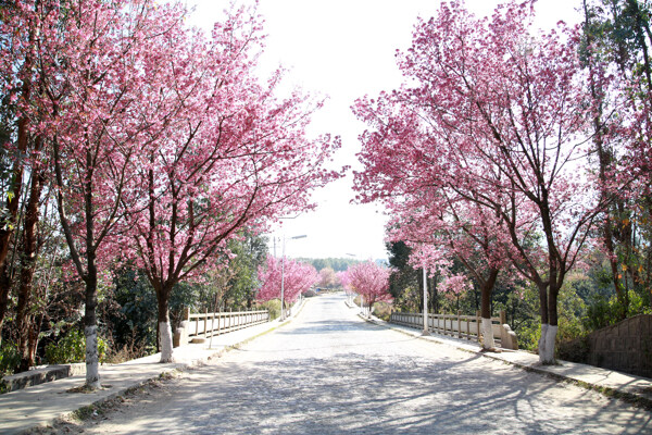 樱花街道图片