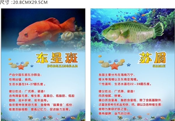 东星斑苏眉鱼简介图片