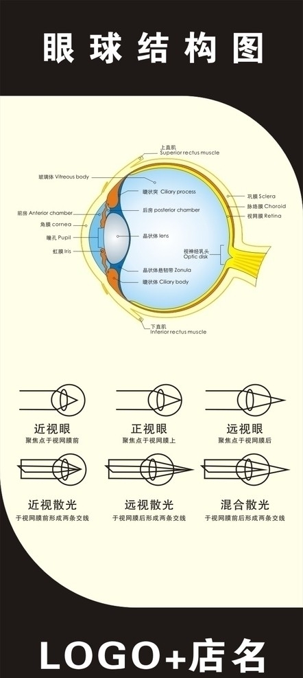 眼球结构图图片