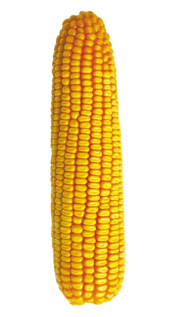 偃单8号玉米棒图片
