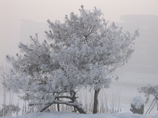 雪景