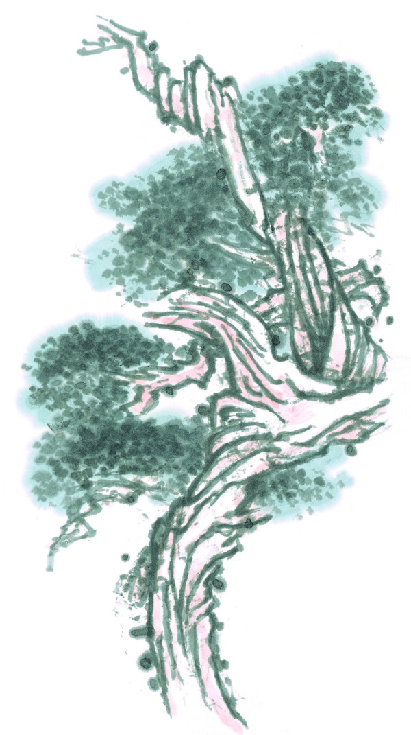 岩石松树