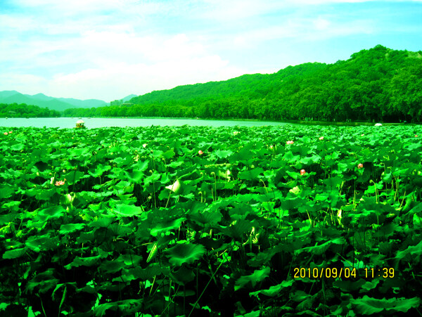 杭州西湖荷塘图片