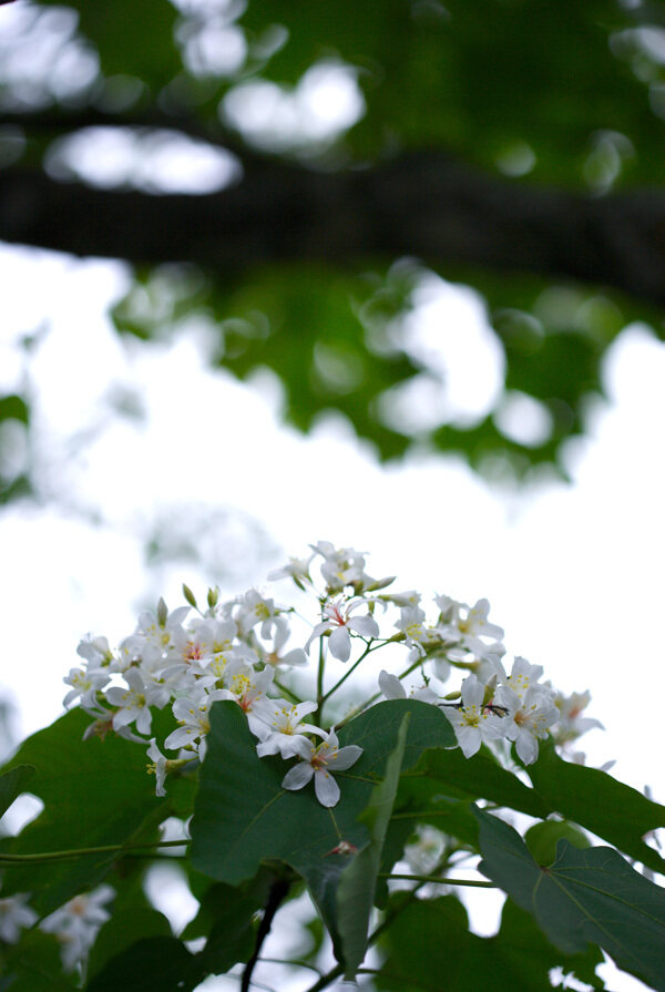 白色純淨花花朵鲜花花卉繁花似景
