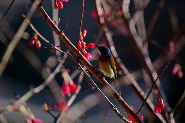 樱花与鸟