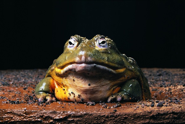 青蛙爬行动物动物图片