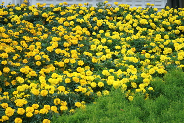 黄色的菊花花海照片