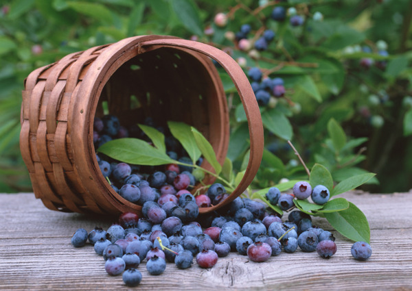 蓝莓与水果篮图片