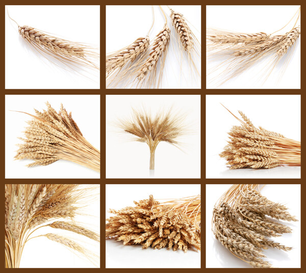 小麦种子摄影图片
