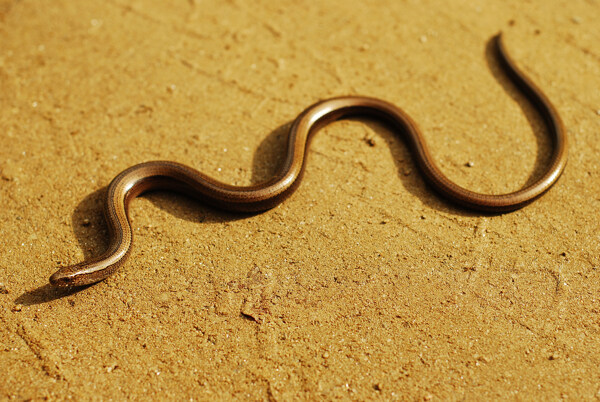 沙地上的毒蛇