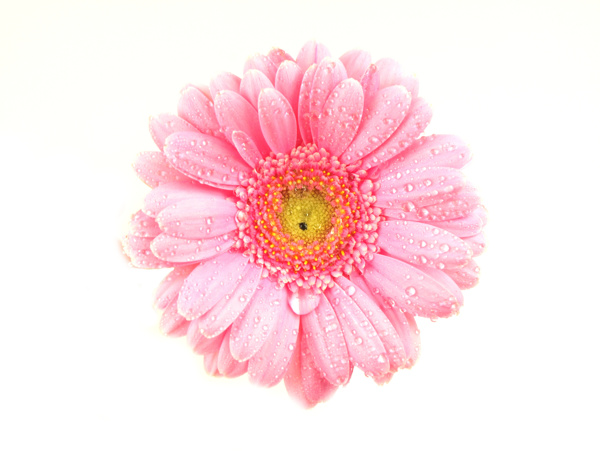 粉色菊花上的露珠