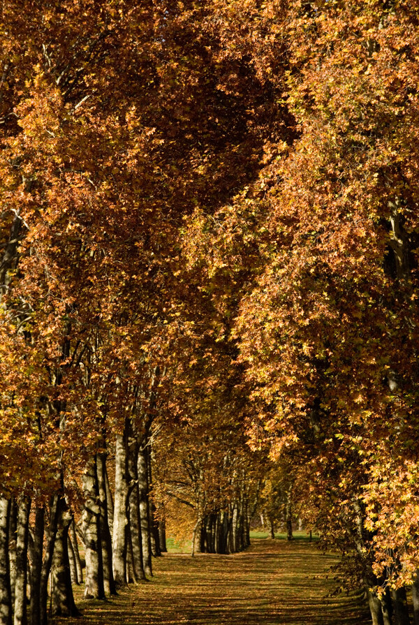 法国梧桐树摄影高清图片