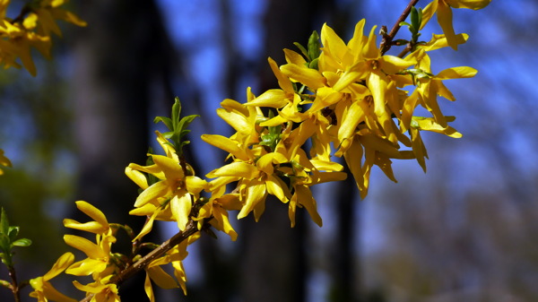 鲜艳黄色迎春花图片