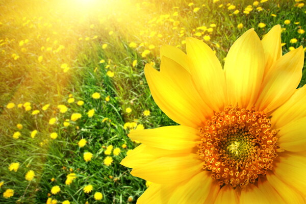 黄色菊花绽放高清图片