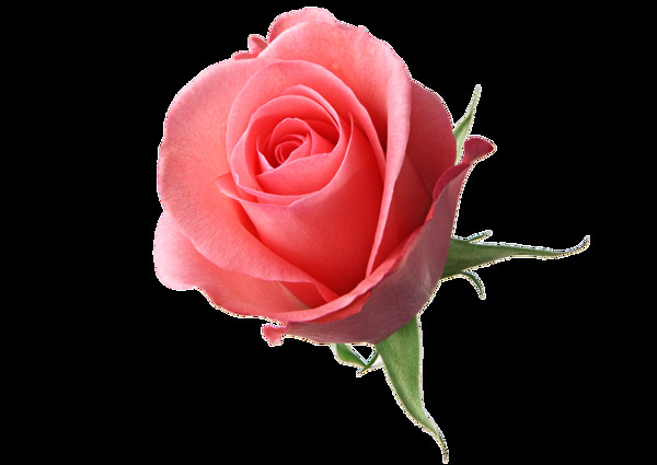一朵鲜艳的玫瑰花透明素材