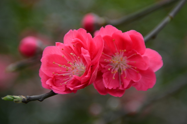 并蒂花开图片