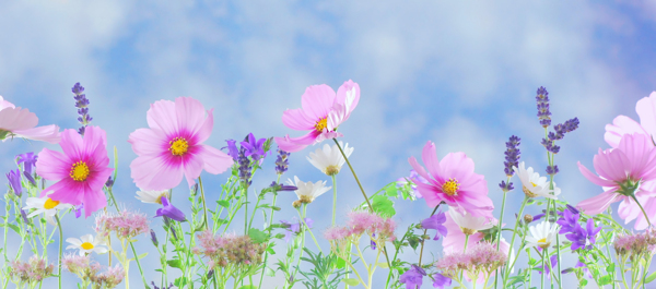 小清新薰衣草和粉色花朵