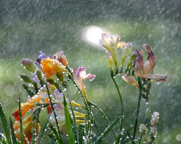 阵雨花朵图片