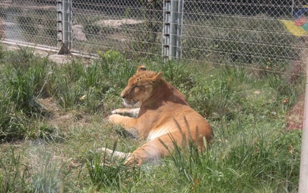野生动物园狮虎兽图片