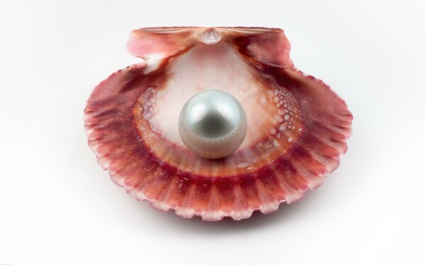 贝壳珍珠图片