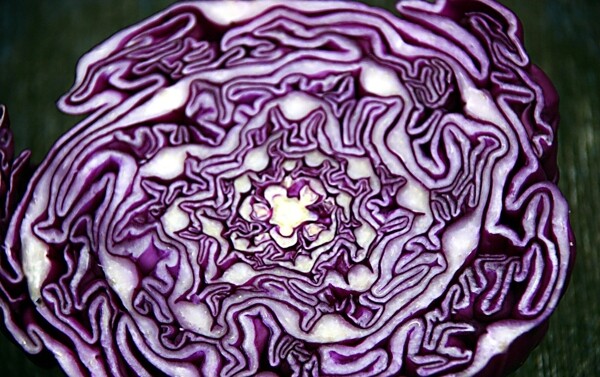 紫包菜图片