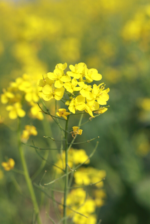 油菜花图片