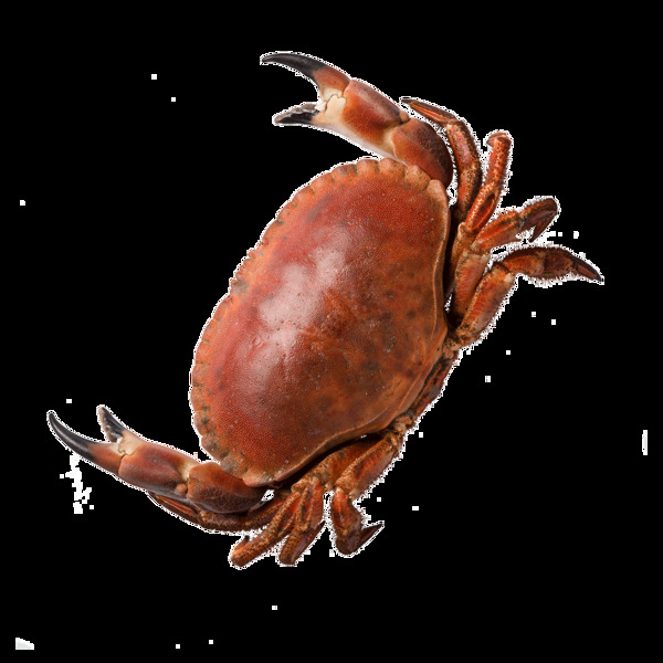 新鲜红焖螃蟹元素