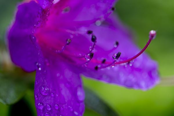 雨后杜鹃花