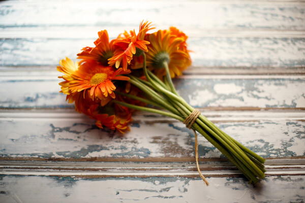 橘色菊花卉图片