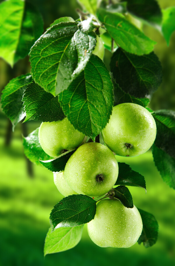 青苹果苹果树图片