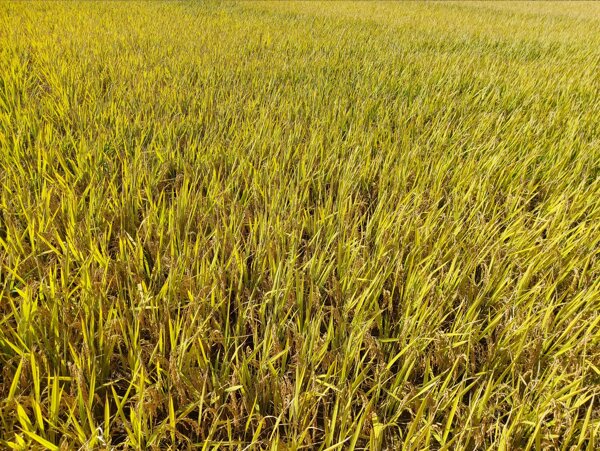 水稻景观农村农业收获