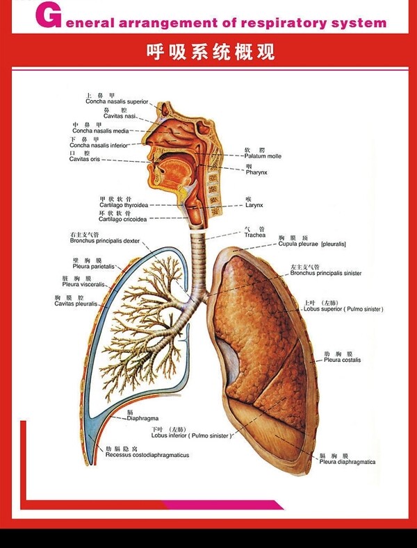 人体呼吸系统图片