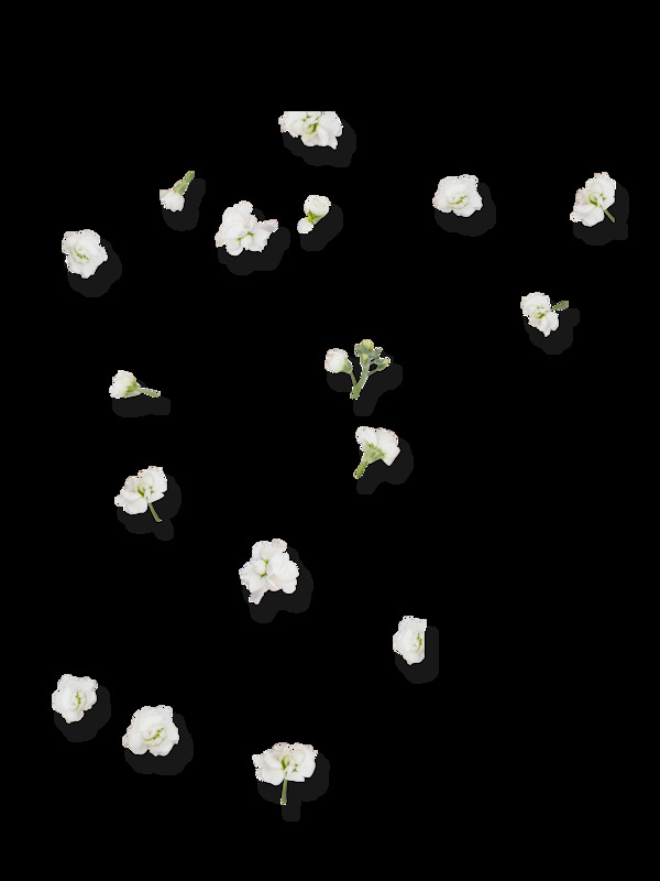 白色唯美花朵装饰素材