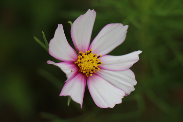 波斯菊