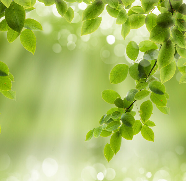 春天绿叶背景图片