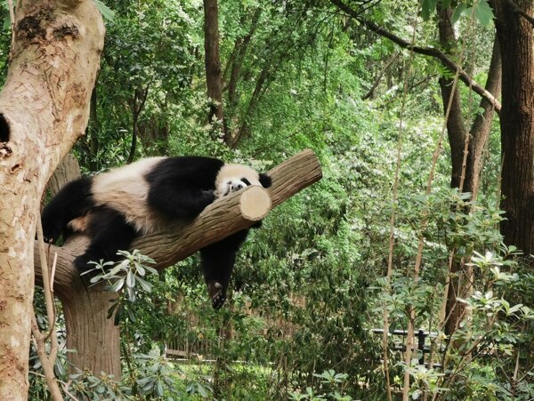 竹林中的熊猫