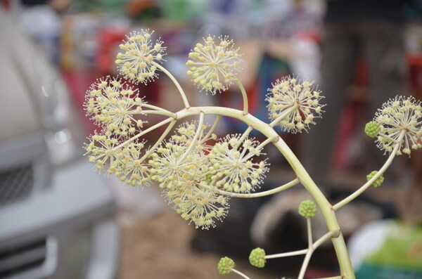 八角金盘的花图片