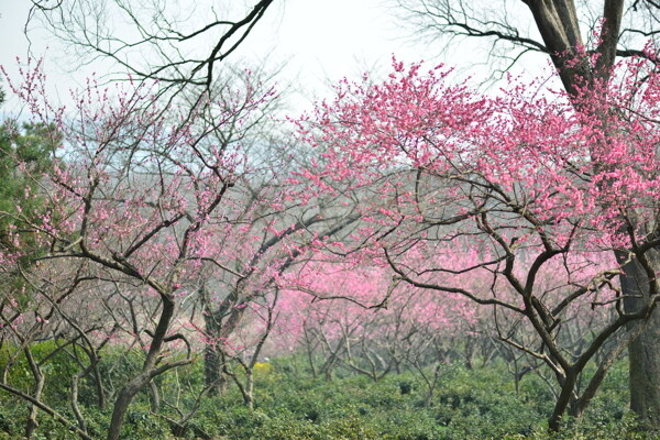 梅花图片