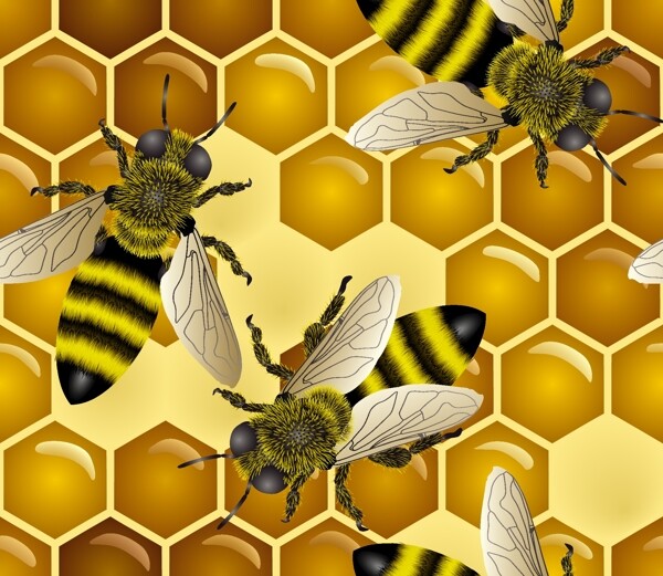 蜜蜂蜂巢失量图下载