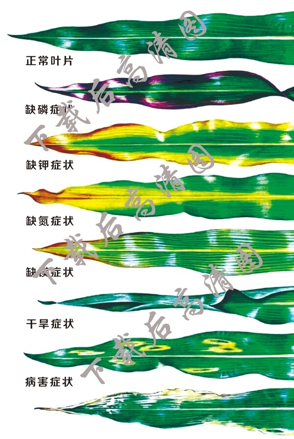 玉米叶子病态图片